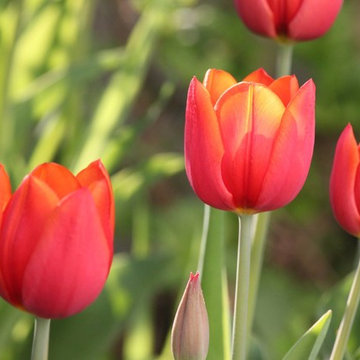 Tulpen