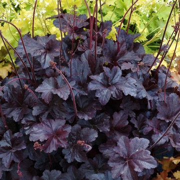 Heuchera - Coral Bells