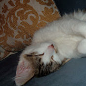 Jackie Shull-Gonzalez's photo
