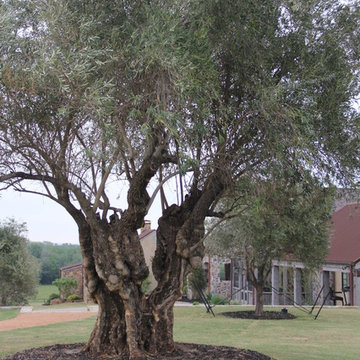 Olive Trees