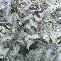 Current Featured Plants - Products