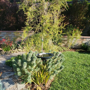 Los Angeles Modern Garden. Australian natives and drought tolerant design