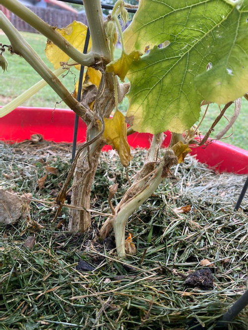 What's wrong with my squash plant? (borers?)