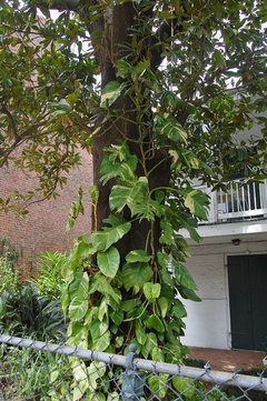 Monstera Deliciosa🌿On rempote et on tuteur un monstre en sept