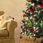 Carrie Sipe Busic's photo