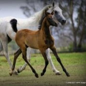 Glenys Lilley's photo