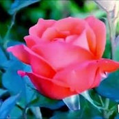 Ali Harbi's photo