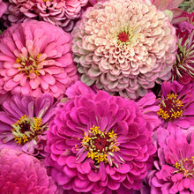 Montclair Garden