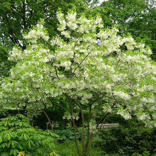 Chionanthus