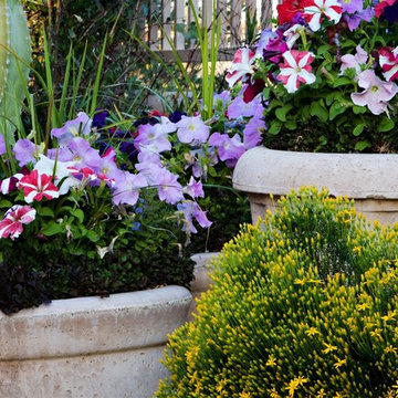 Colorful Desert - Phoenix Home&Garden