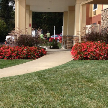 Dragonwing Begonia and Fountain Grass