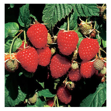 Permaculture/Farms