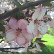 Carlotta Caracci's photo