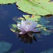 Kathleen Jeffreys's photo