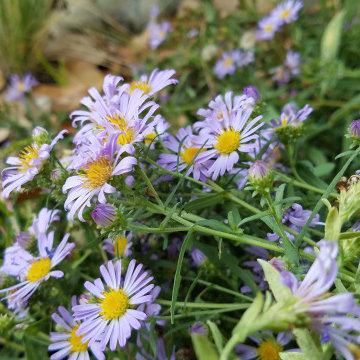 At Home in a Natural California Garden