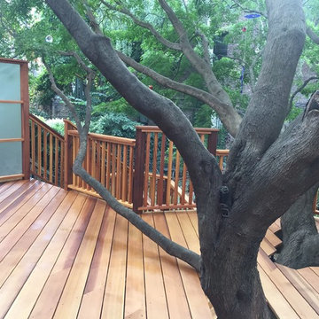 clear cedar deck with Japanese maple growing through it