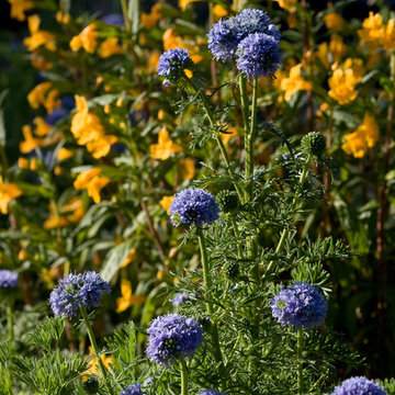Gilia capitata, Globe gilia