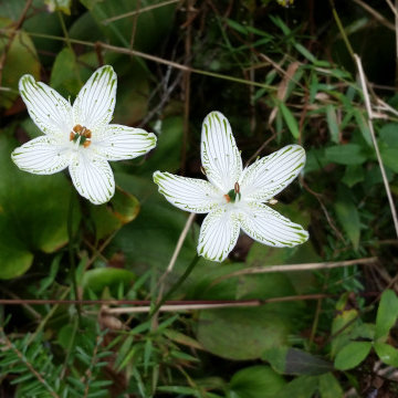 Delicate Native Ephemerals