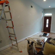 Pet Friendly Painters