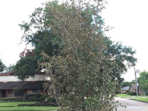 Help me save this young live oak!