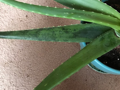 My Aloe Plant is turning dark green?!