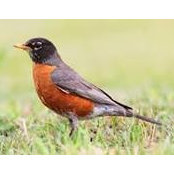 Foto de Robin Wyno
