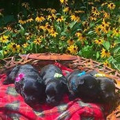 Patty's Scottish Terriers's photo