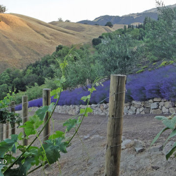 Danville, Saddleback Dr. 1,200 Vine Vineyard