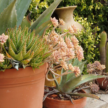 California Old Hacienda Garden