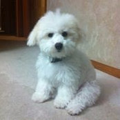 Caprina Truong's photo