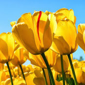 Brooke Leiman's photo