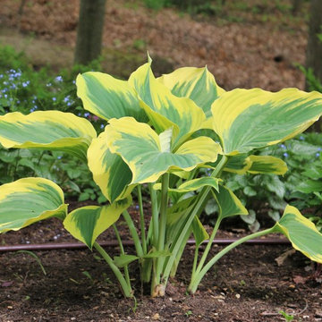 Garden Plants