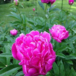 Cross Creek Nursery - Products