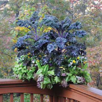 Window Boxes