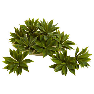 Mini Agave Succulent Plant, Set of 12