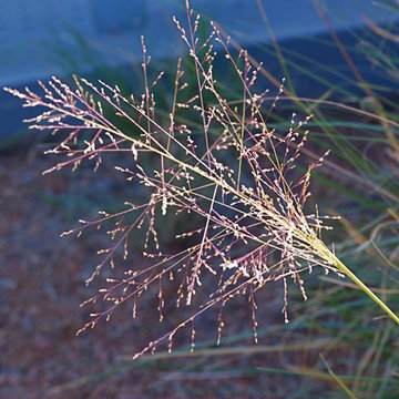 Alkali sacaton / Sporobolus airoides