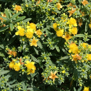 Blues Festival™ St. John's-Wort (Hypericum)