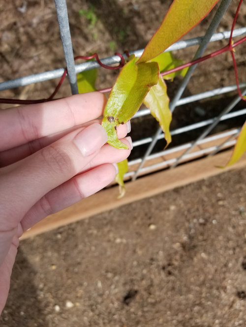 What's eating my Clematis Armandii?