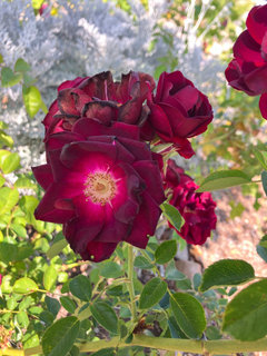 New Home with Unknown Roses | Houzz Forum
