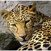 Leopold Darinin's photo