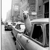 Frannie Hoffmann-Lee's photo