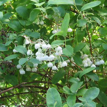 Zenobia pulverulenta