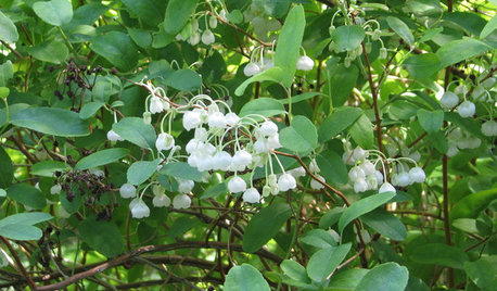 Zenobia Pulverulenta Brightens Shady Southeastern Gardens