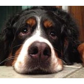 Bill Sherman's photo