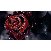 Nadia Meouchi's photo