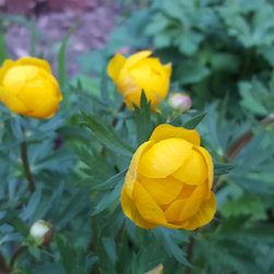 Perennials - Trolius - Products
