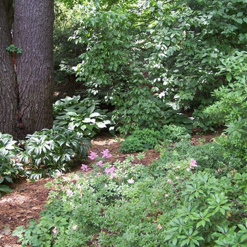 Native Plantscape 1920's Renovation