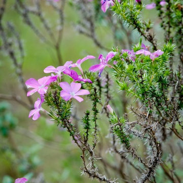 Prickly Phlox