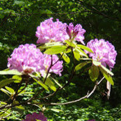 Lynne Gray's photo