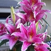 Donna Barrett's photo